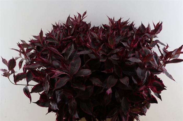 <h4>Weigelia Opgetrokken Rood</h4>