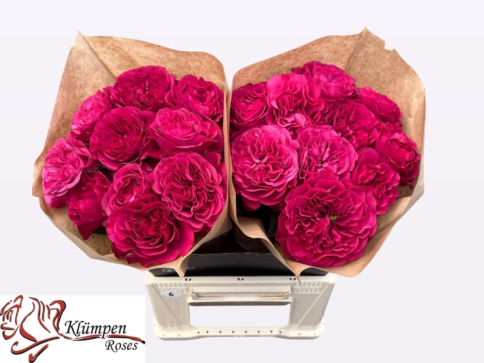 <h4>R GR CHERRY VELVET</h4>