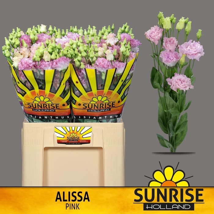 <h4>EUS G ALISSA PINK</h4>