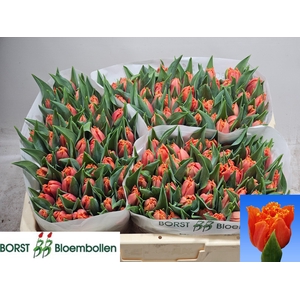 TU FR ORANGE PASSION