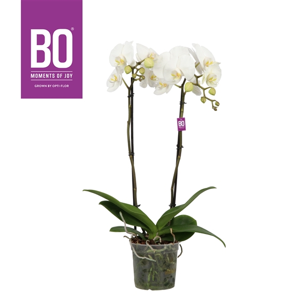 King P15 BO White 2 spike