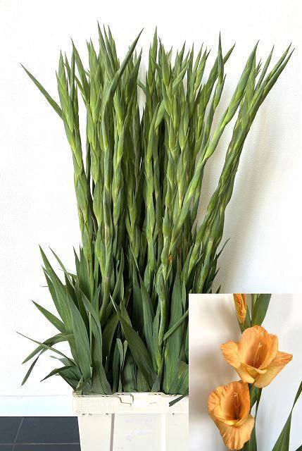 <h4>GLAD GR OVATIE</h4>