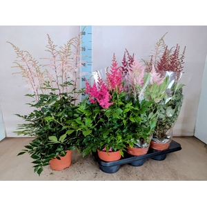 Astilbe mix
