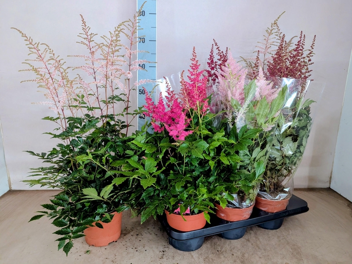 <h4>Astilbe mix</h4>