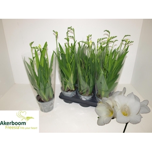 FREESIA FEGOOD WHITE
