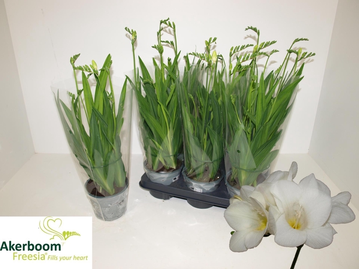 <h4>FREESIA FEGOOD WHITE</h4>