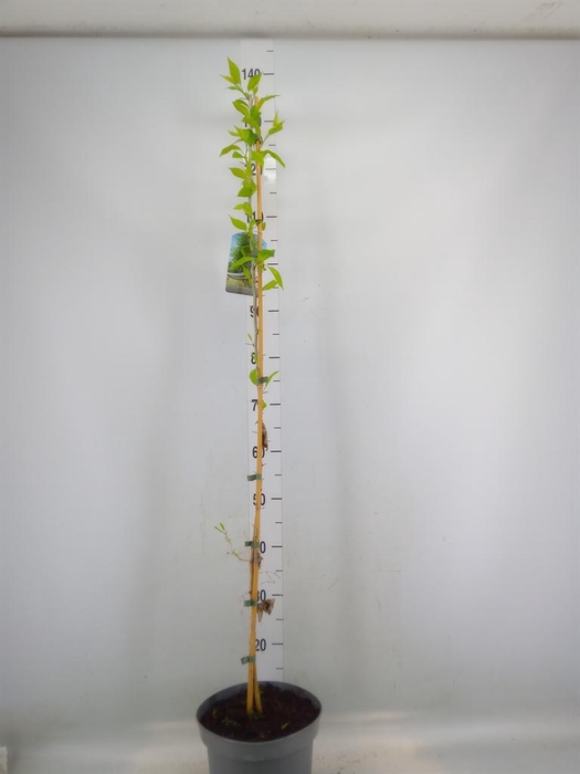 <h4>Morus nigra</h4>