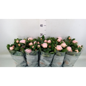 Rosa  'Light Pink Beau Monde'