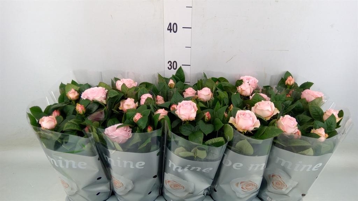 <h4>Rosa 'Light Pink Beau Monde'</h4>