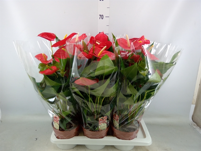 <h4>Anthurium andr. 'Kentucky'</h4>