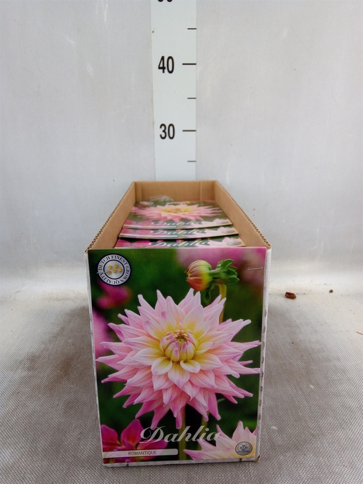 <h4>Dahlia   ...flowerbulbs</h4>