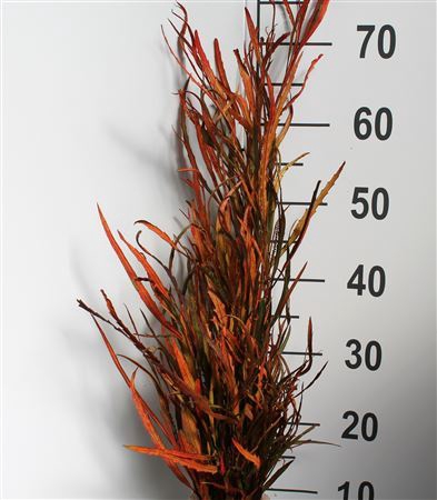 <h4>Grevillea Col Autumn</h4>