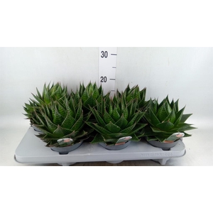 Aloe aristata 'Cosmo'