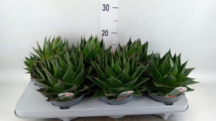 <h4>Aloe aristata 'Cosmo'</h4>