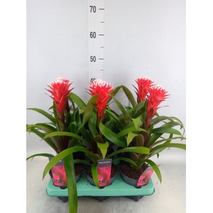 Guzmania  'Hope'
