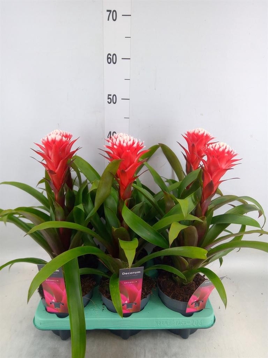<h4>Guzmania  'Hope'</h4>