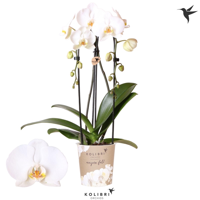 <h4>Kolibri Orchids Phalaenopsis Cascade Niagara Fall Road Trip 2spike</h4>