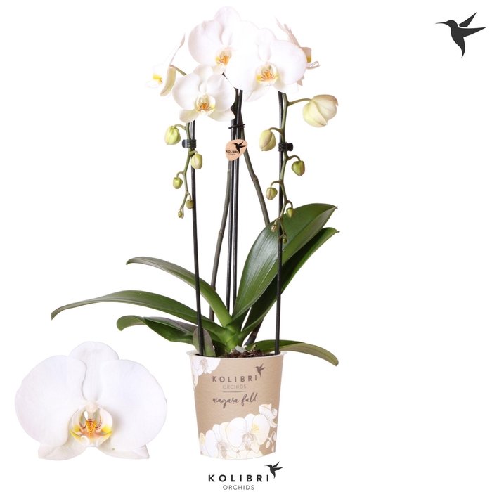 <h4>Kolibri Orchids Phalaenopsis Cascade Niagara Fall Road Trip 2spike</h4>