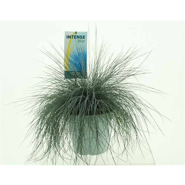 <h4>Festuca glauca Intense Blue®</h4>