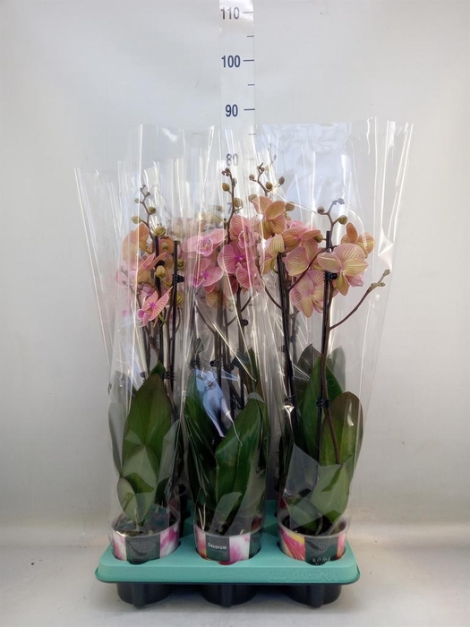 <h4>Phalaenopsis   ...</h4>