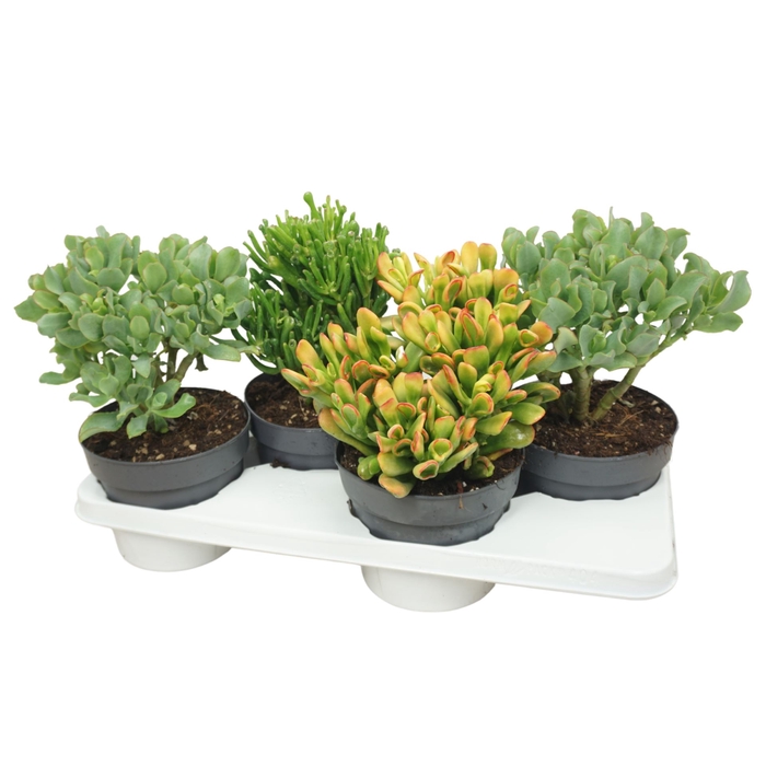 <h4>Crassula</h4>