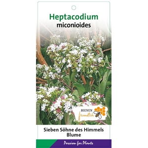 Heptacodium miconioides