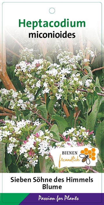 <h4>Heptacodium miconioides</h4>
