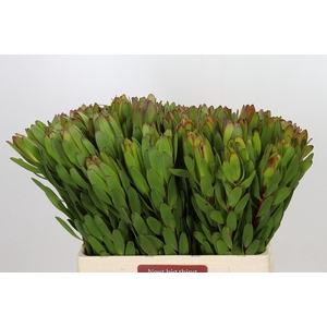 Leucadendron Goldstrike