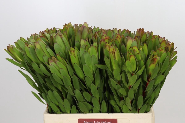 <h4>Leucadendron Goldstrike</h4>