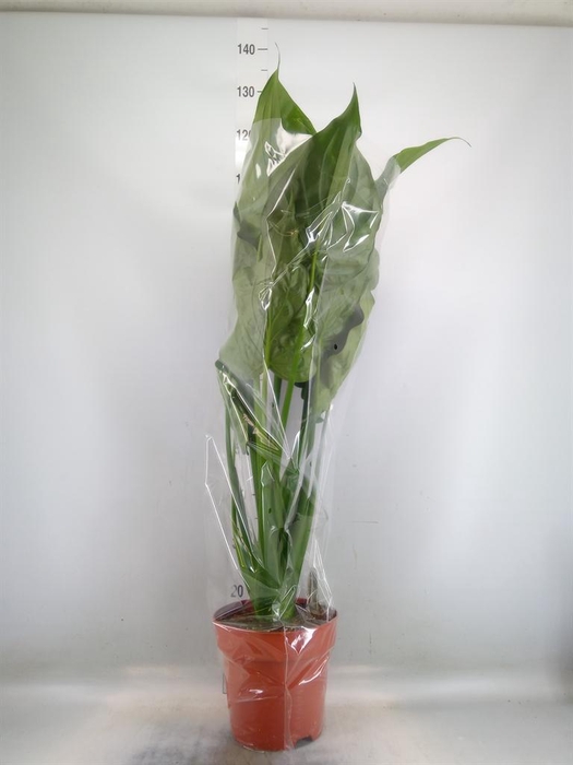 <h4>Alocasia cucullata</h4>