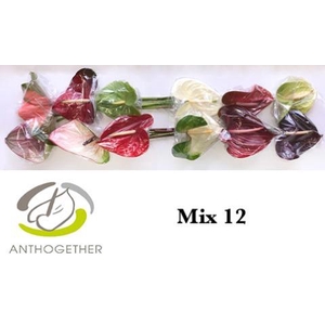 Anth A Mix 13 cm X12 Bouman
