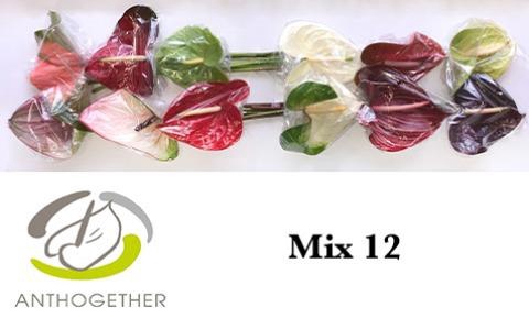 <h4>Anth A Mix 13 cm X12 Bouman</h4>