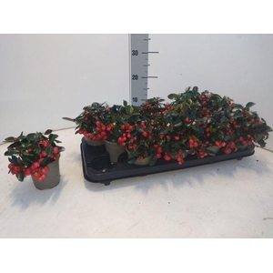 GAULTH PR BIG BERRY P09