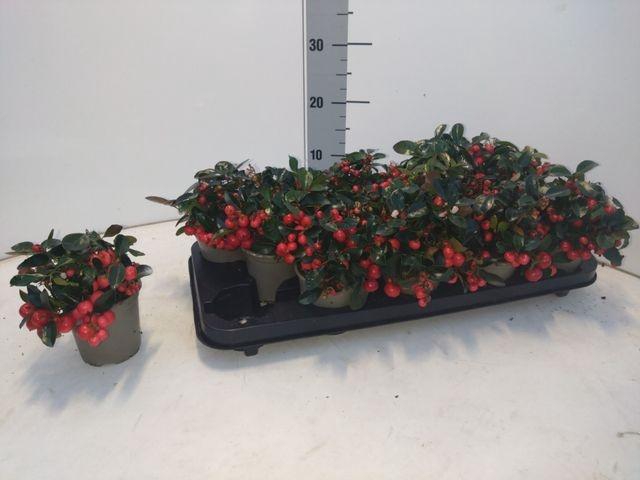 <h4>GAULTH PR BIG BERRY P09</h4>