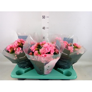 Begonia elat. EN 'Betulia Candy'