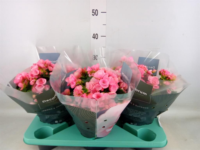 <h4>Begonia elat. EN 'Betulia Candy'</h4>