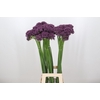 Allium Firmament