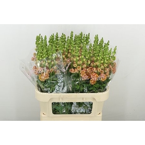ANTIR ANTIBES HO DOUBLE APRICOT
