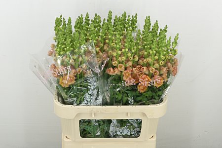 <h4>ANTIR ANTIBES HO DOUBLE APRICOT</h4>