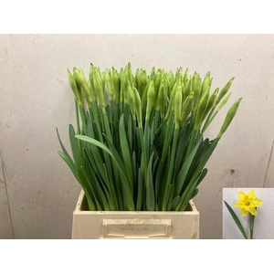 NARC G GIGANTIC STAR