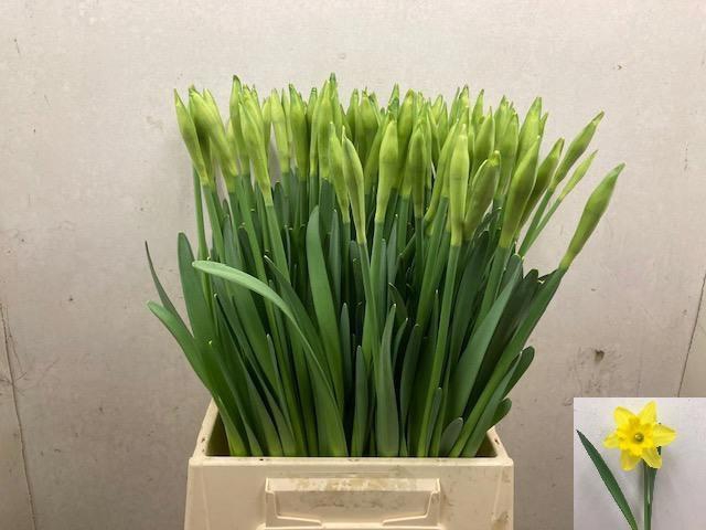 <h4>NARC G GIGANTIC STAR</h4>