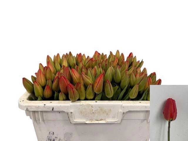 <h4>TU EN PARADE ROOD</h4>