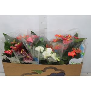 ANTHURIUM VARIADO P15