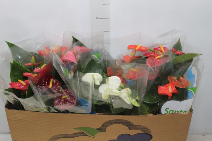 <h4>ANTHURIUM VARIADO P15</h4>