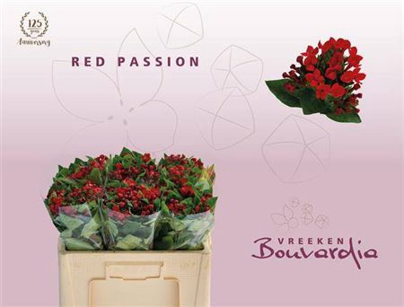 <h4>Bouv En Red Passion</h4>