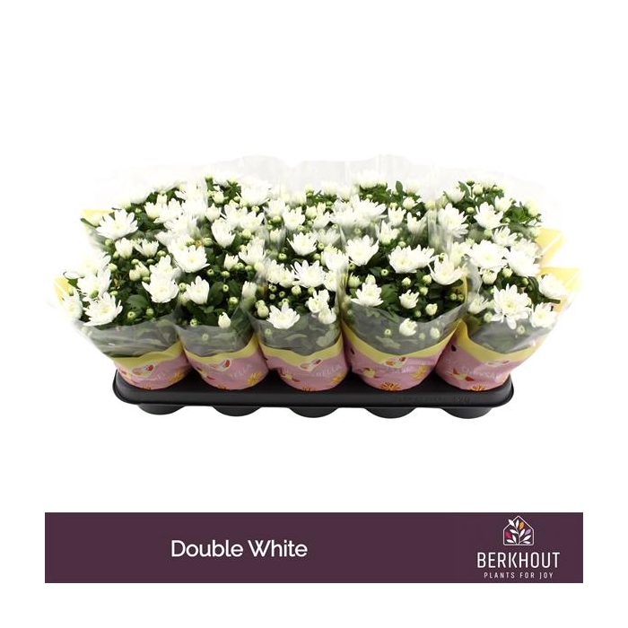 <h4>Chrysant Brave</h4>