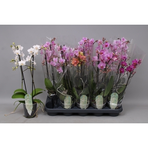 PHAL MF GEM 6 KL