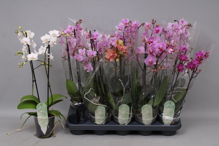<h4>PHAL MF GEM 6 KL</h4>