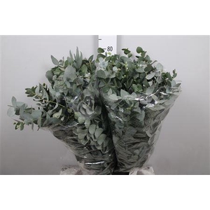 Euc Cinerea Extra 500gr