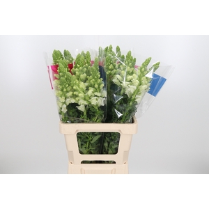 Antirrhinum Po White